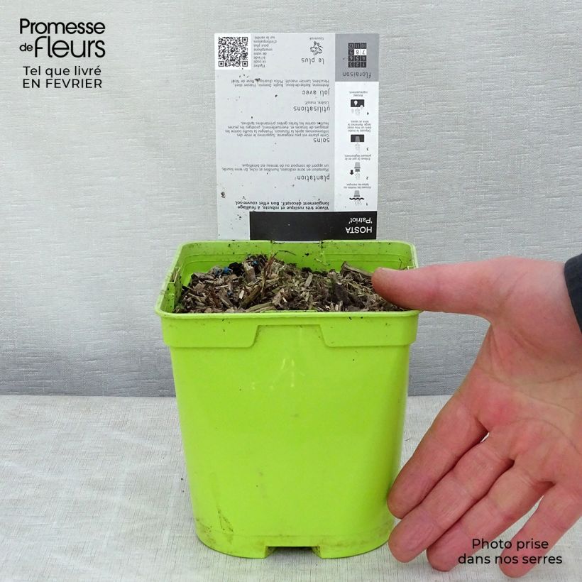 Hosta fortunei Patriot Maceta 2L/3L Ejemplar entregado en invierno