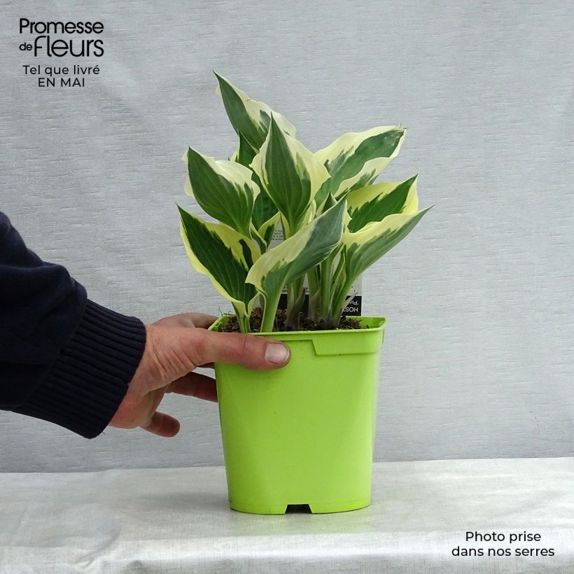 Hosta fortunei Patriot Maceta 2L/3L Ejemplar entregado en la primavera