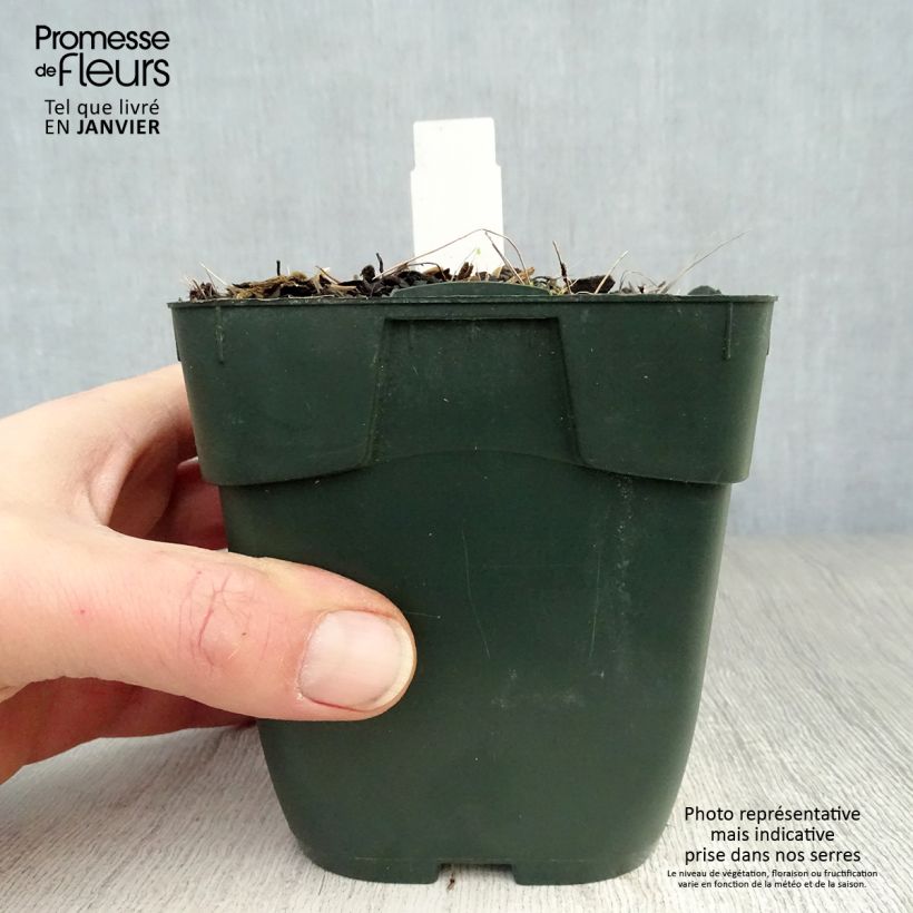 Hosta fortunei Twilight Maceta de 8/9 cm Ejemplar entregado en invierno