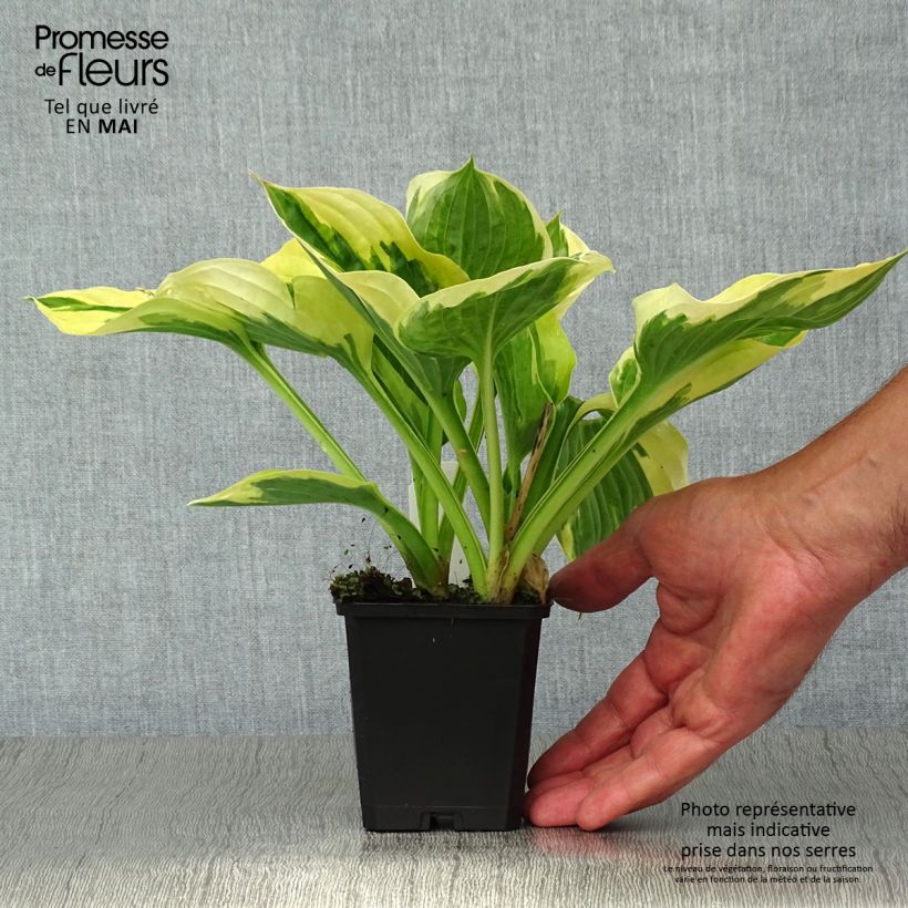 Hosta fortunei Twilight Maceta de 8/9 cm Ejemplar entregado en la primavera