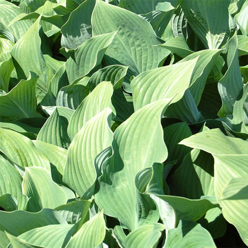 Hosta fortunei hyacinthina (Follaje)