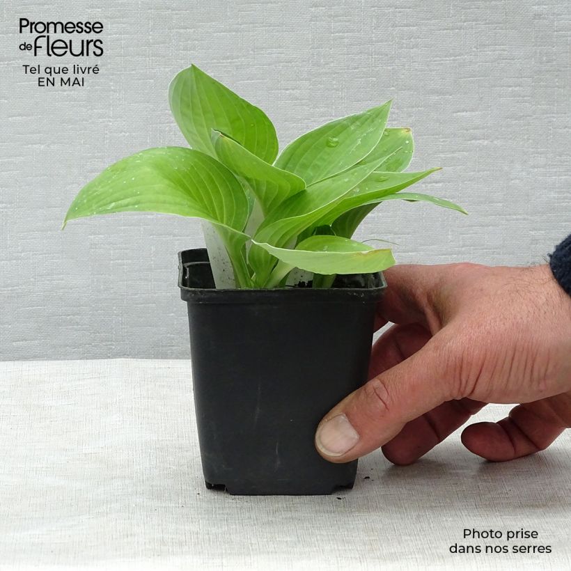 Hosta fortunei hyacinthina Maceta de 8/9 cm Ejemplar entregado en la primavera