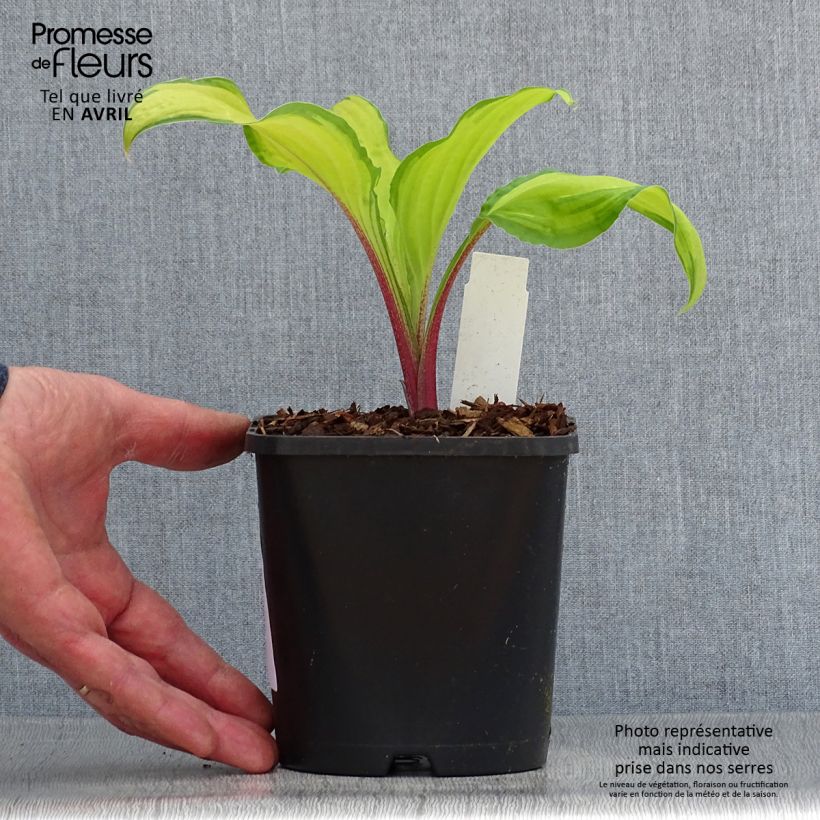 Hosta Lipstick Kiss Maceta 1,5L/2L Ejemplar entregado en la primavera