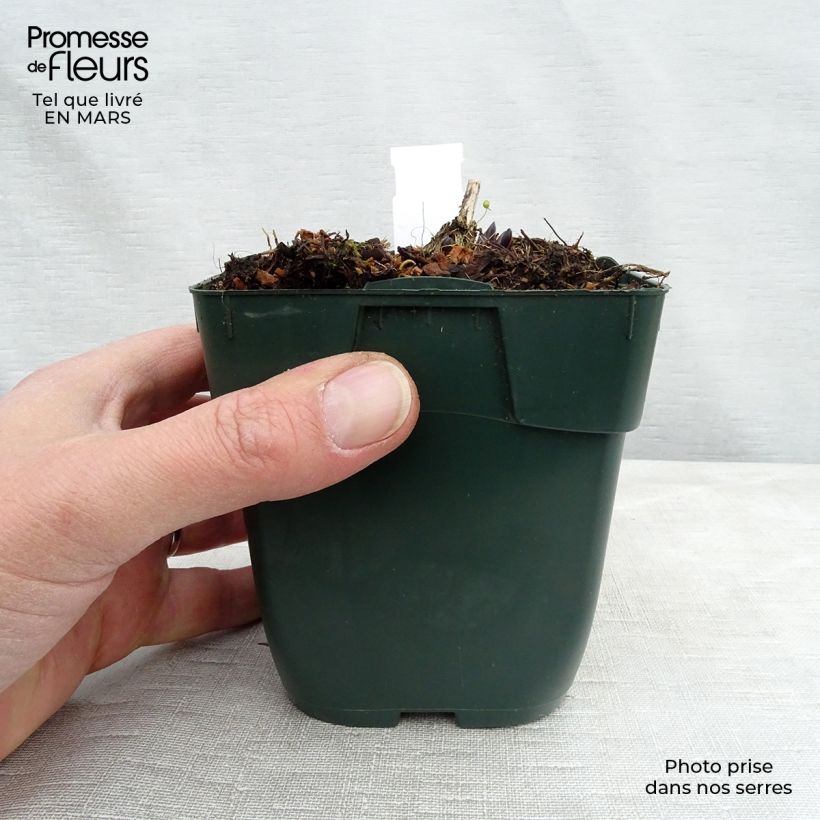 Hosta montana Yellow River Maceta de 8/9 cm Ejemplar entregado en invierno