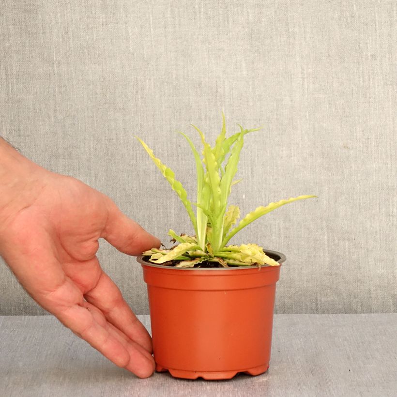 Ejemplar de Hosta Party Streamers Maceta de 12 cm / 13 cm entregado en otoño