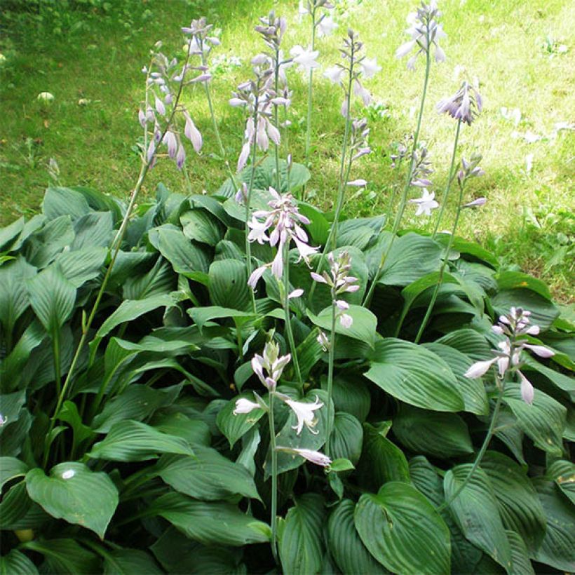 Hosta plantaginea Aphrodite (Porte)