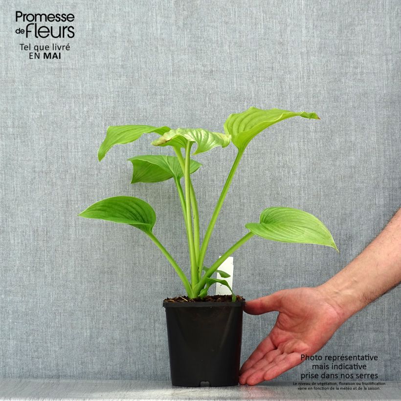 Hosta plantaginea Venus Maceta 1,5L/2L Ejemplar entregado en la primavera