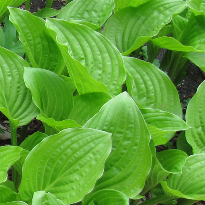 Hosta plantaginea var. japonica (Follaje)