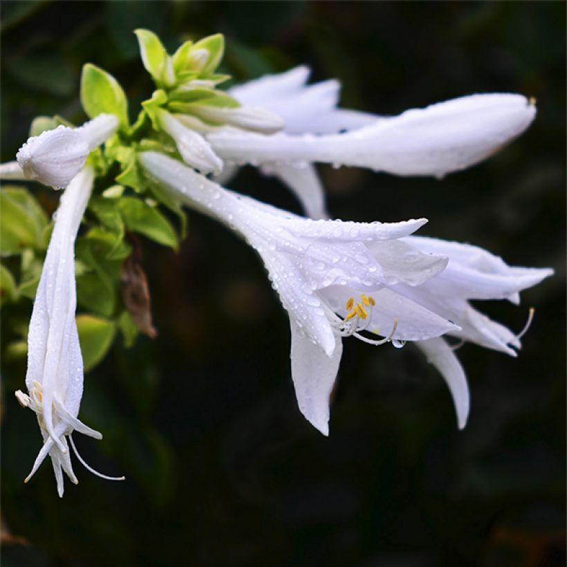 Hosta plantaginea var. japonica (Floración)