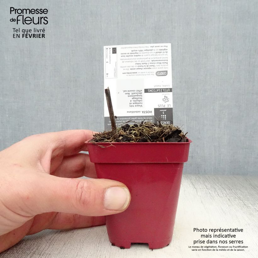 Hosta sieboldiana Maceta de 8/9 cm Ejemplar entregado en invierno