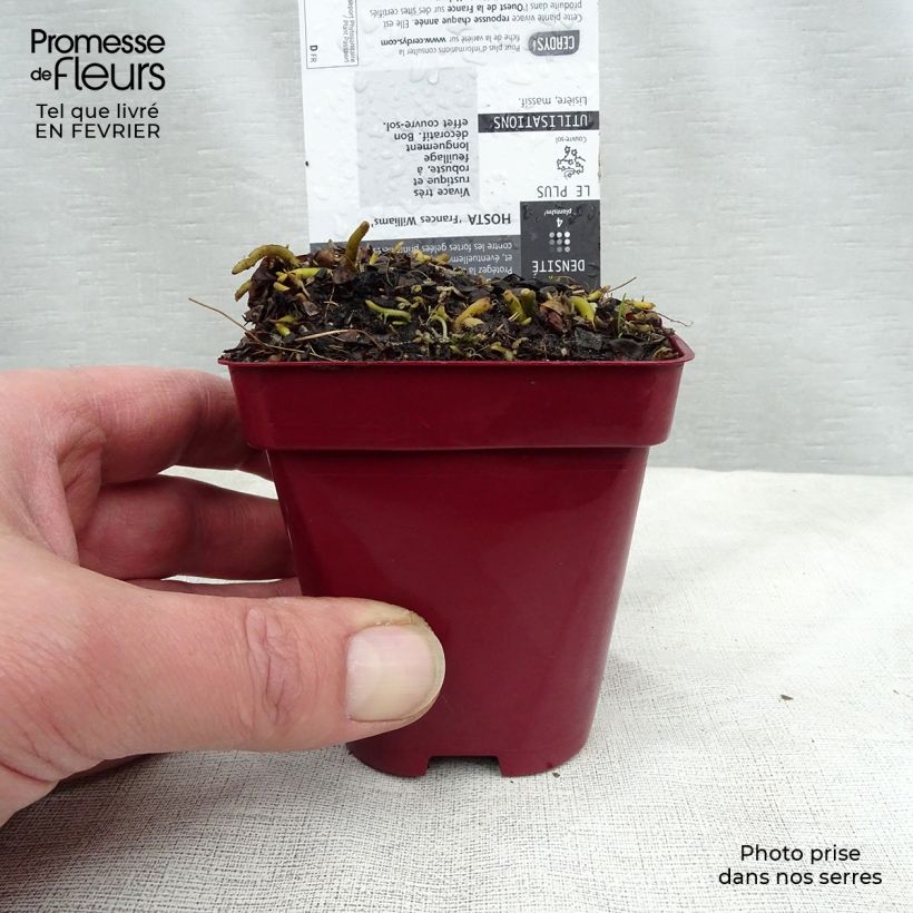 Hosta sieboldiana Frances williams Maceta de 8/9 cm Ejemplar entregado en invierno