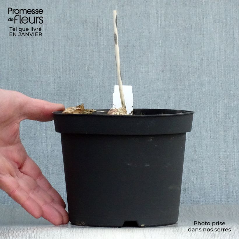 Hosta sieboldiana Frances williams Maceta 2L/3L Ejemplar entregado en invierno