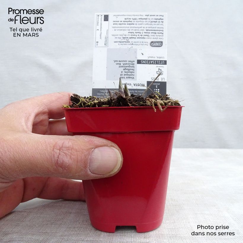 Hosta sieboldiana elegans Maceta de 8/9 cm Ejemplar entregado en la primavera