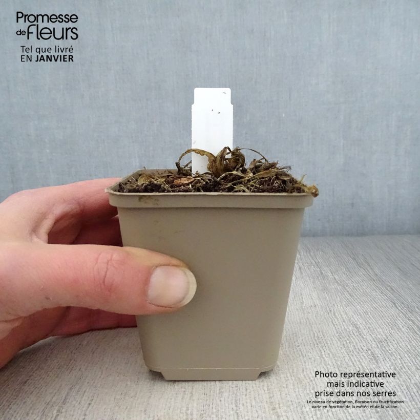 Hosta sieboldii Kabitan Maceta de 8/9 cm Ejemplar entregado en invierno