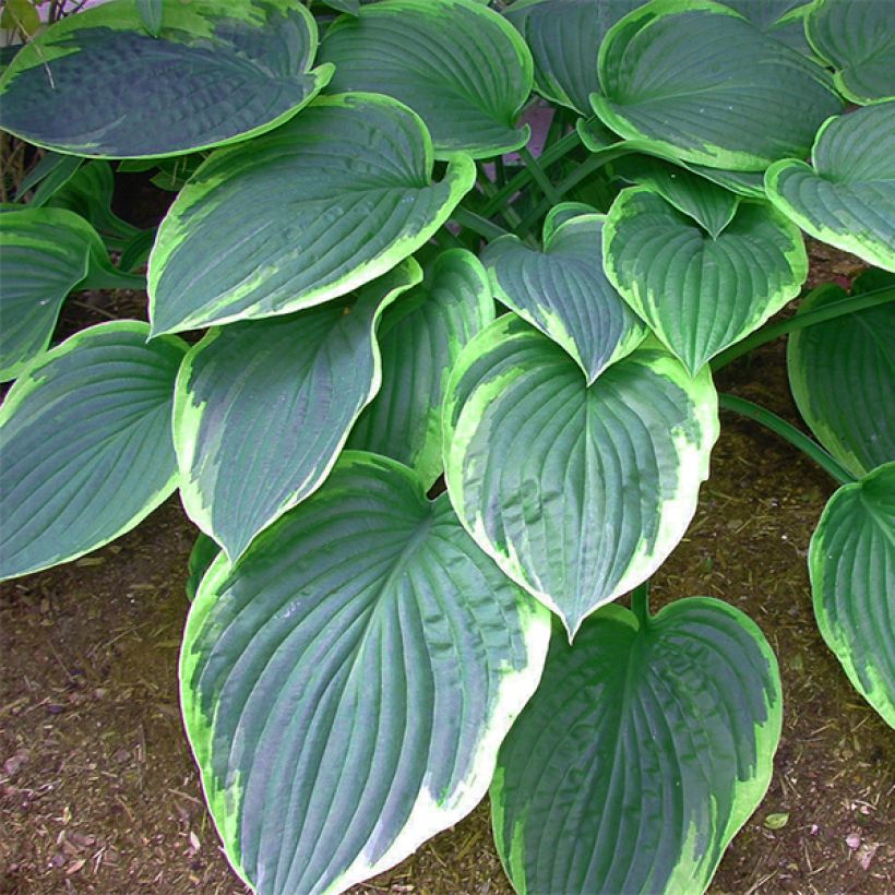 Hosta tardiana El Niño (Follaje)