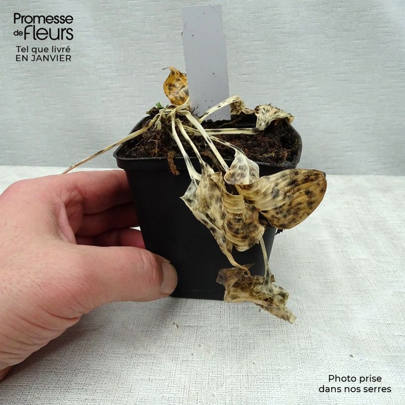 Hosta tardiana El Niño Maceta de 8/9 cm Ejemplar entregado en invierno