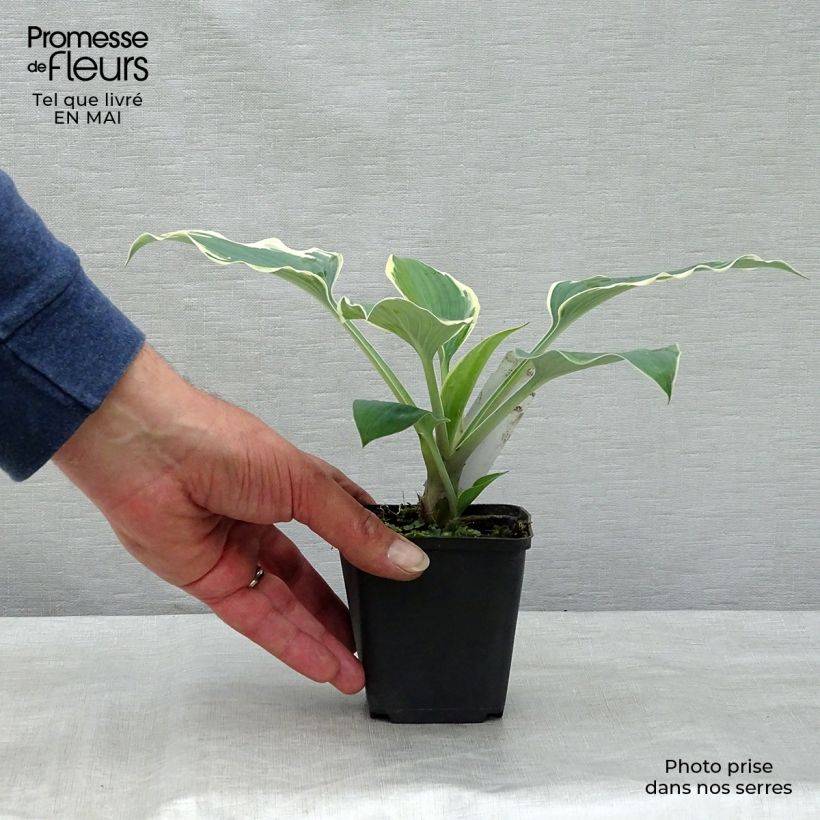 Hosta tardiana El Niño Maceta de 8/9 cm Ejemplar entregado en la primavera