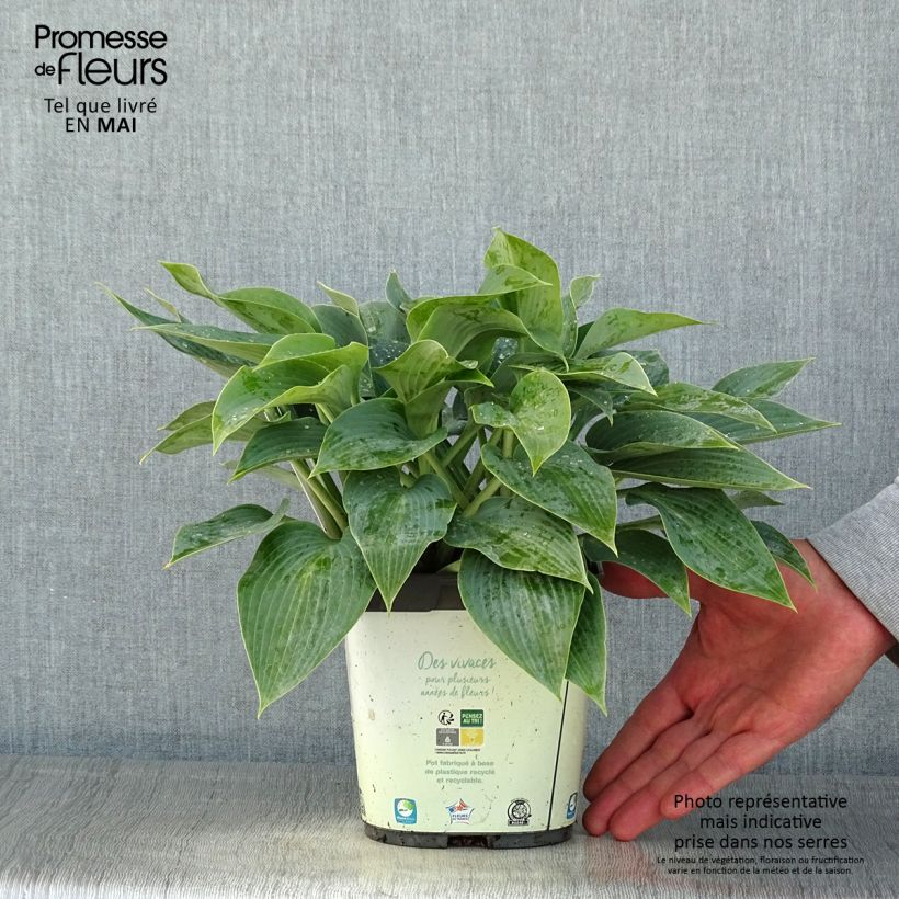 Hosta tardiana Halcyon Maceta 1L/1,5L Ejemplar entregado en la primavera