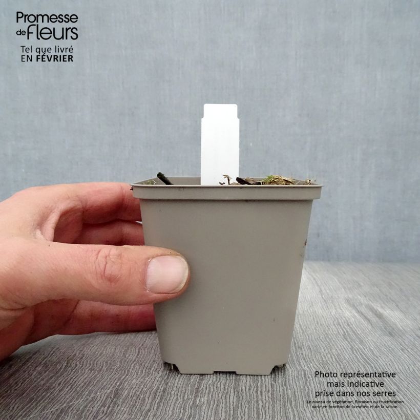 Hosta undulata Erromena Maceta de 8/9 cm Ejemplar entregado en invierno