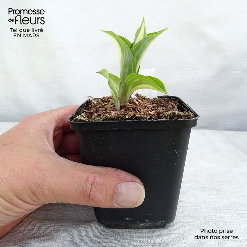 Hosta undulata Mediovariegata Maceta de 8/9 cm Ejemplar entregado en la primavera