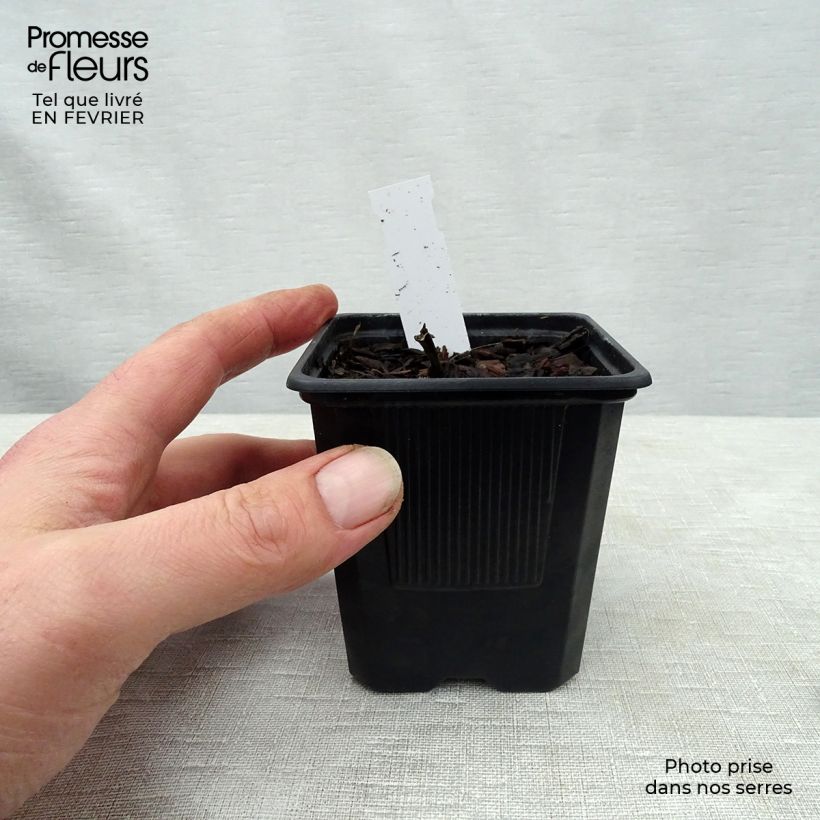 Hosta undulata albomarginata Maceta de 8/9 cm Ejemplar entregado en invierno