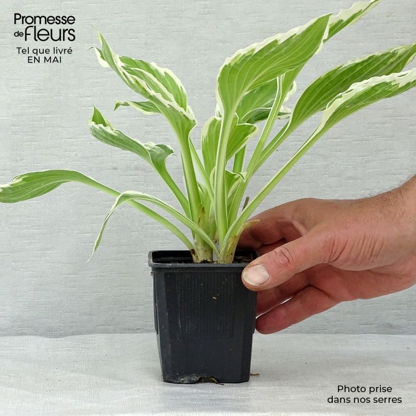 Hosta undulata albomarginata Maceta de 8/9 cm Ejemplar entregado en la primavera