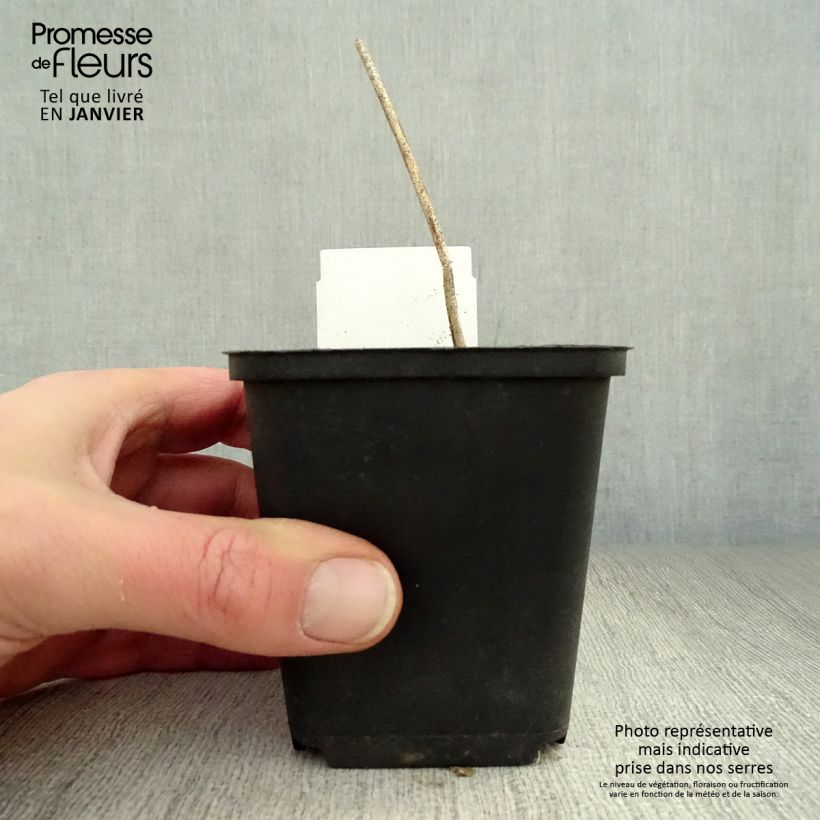 Hosta undulata var. univittata Maceta de 8/9 cm Ejemplar entregado en invierno