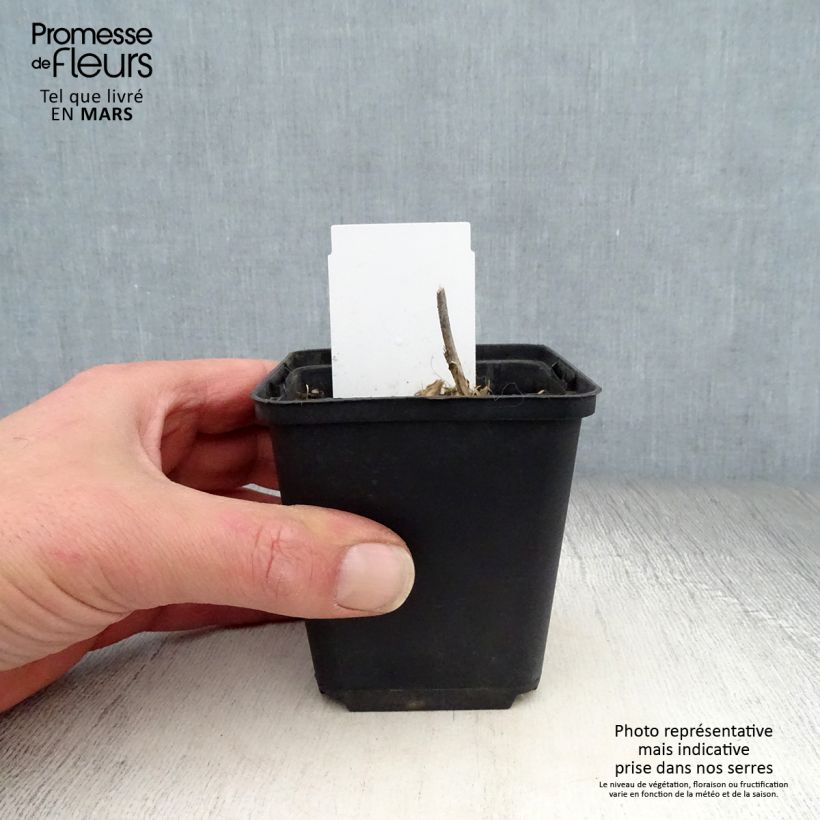 Hosta undulata var. univittata Maceta de 8/9 cm Ejemplar entregado en la primavera