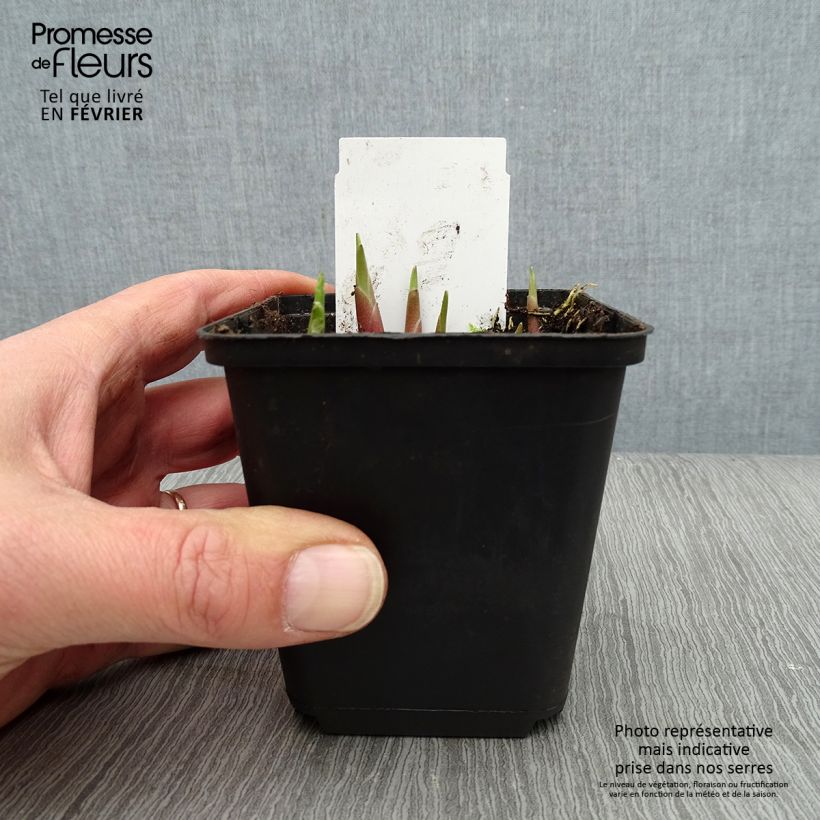 Hosta yellow splash rim Maceta de 8/9 cm Ejemplar entregado en invierno