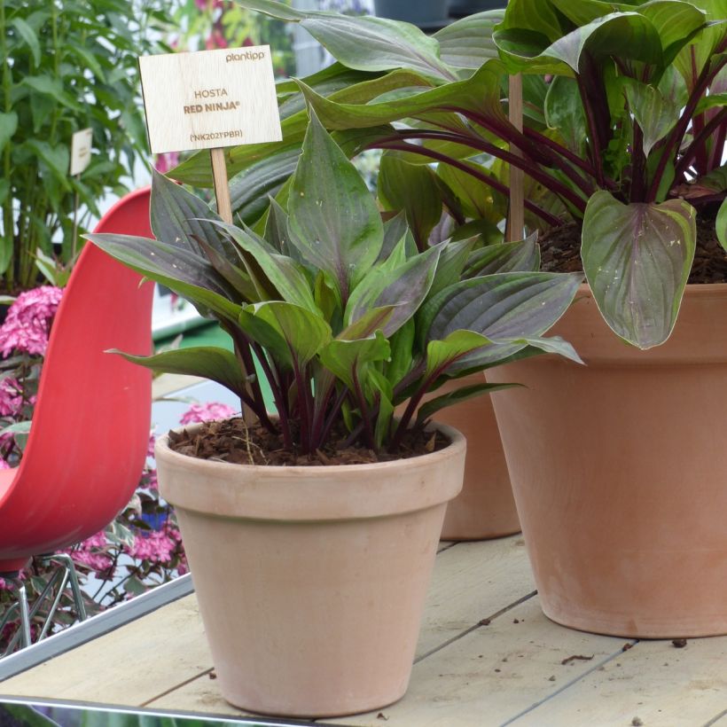 Hosta Red Ninja (Porte)