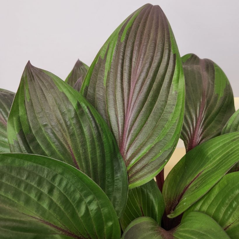 Hosta Red Ninja (Follaje)