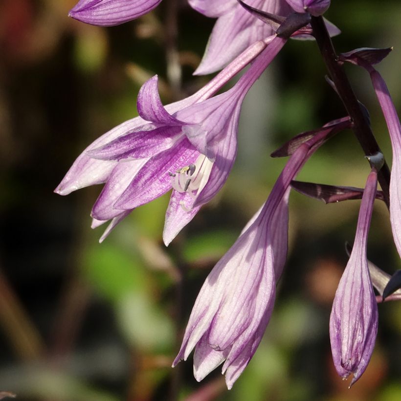 Hosta Red Ninja (Floración)