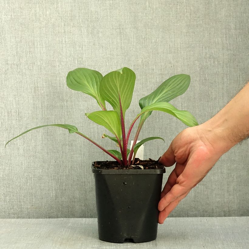 Ejemplar de Hosta Red Ninja Maceta 2L/3L entregado en verano