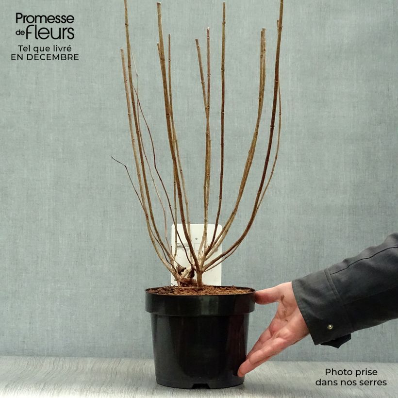 Hortensia paniculata Limelight - Hydrangea paniculata Maceta 3L/4L Ejemplar entregado en invierno