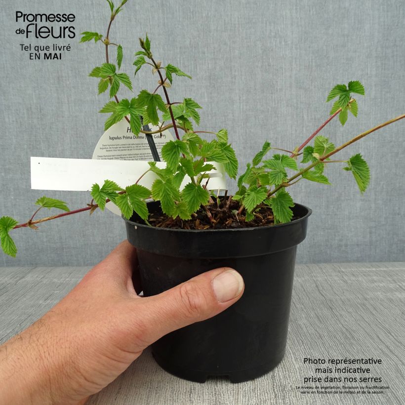 Lúpulo Prima Donna - Humulus lupulus Maceta 1,5L/2L Ejemplar entregado en la primavera