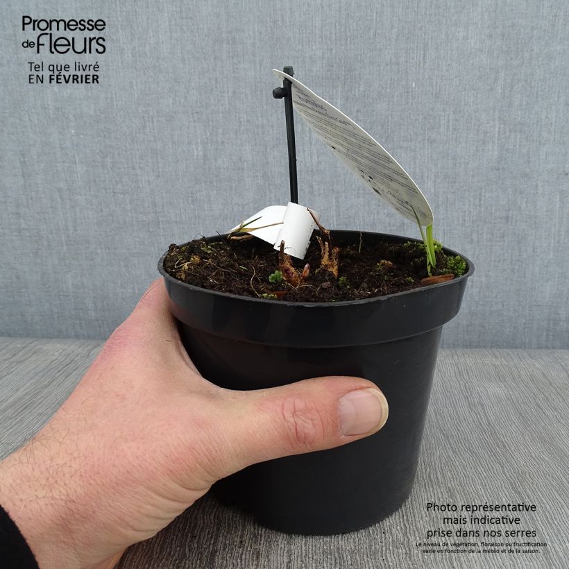 Lúpulo Prima Donna - Humulus lupulus Maceta 1,5L/2L Ejemplar entregado en invierno