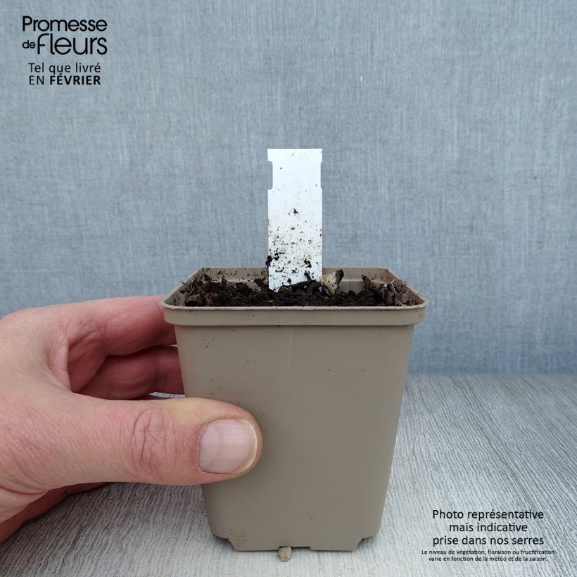 Lúpulo - Humulus lupulus Maceta de 8/9 cm Ejemplar entregado en invierno