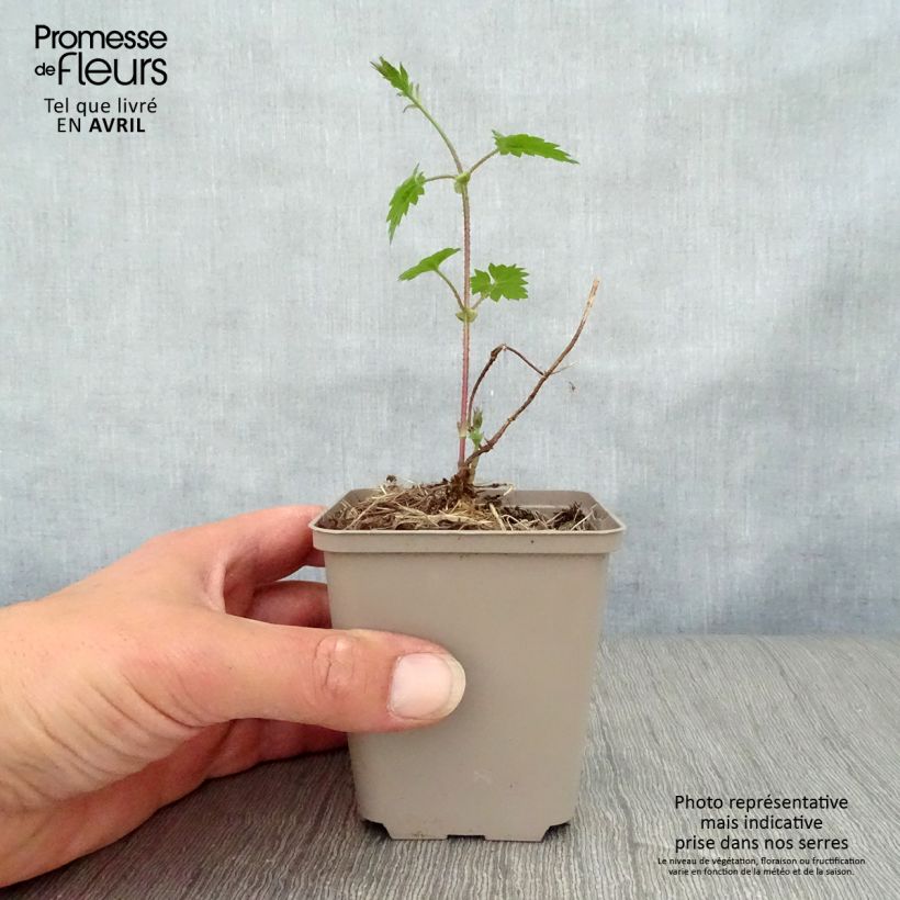 Lúpulo - Humulus lupulus Maceta de 8/9 cm Ejemplar entregado en la primavera