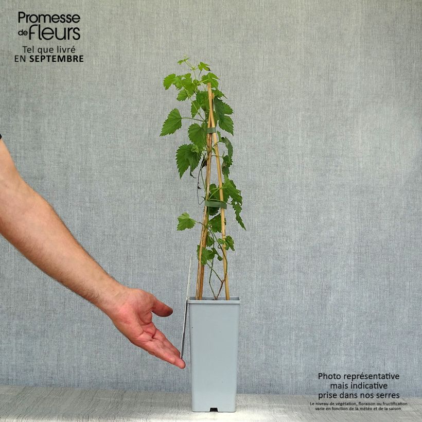 Ejemplar de Lúpulo Pure - Humulus lupulus Maceta 1,5L/2L entregado en otoño