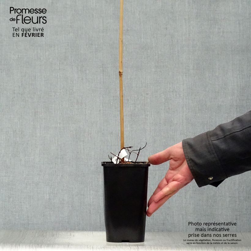 Lúpulo amarillo- Humulus lupulus Aureus Maceta 1,5L/2L Ejemplar entregado en invierno