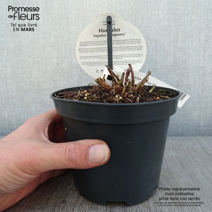 Lúpulo Magnum - Humulus lupulus Maceta 1,5L/2L Ejemplar entregado en invierno