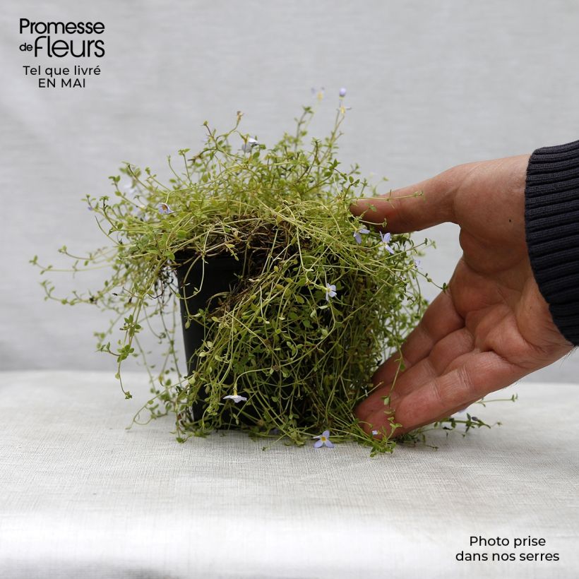 Houstonia caerulea Millard's Variety Maceta de 8/9 cm Ejemplar entregado en la primavera