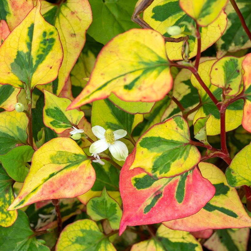 Houttuynia cordata Chameleon - Hierba del pescado (Floración)