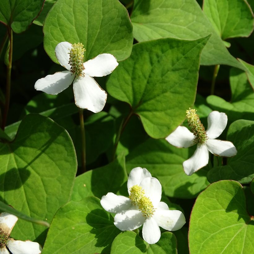 Hierba con olor a pescado - Houttuynia cordata (Floración)