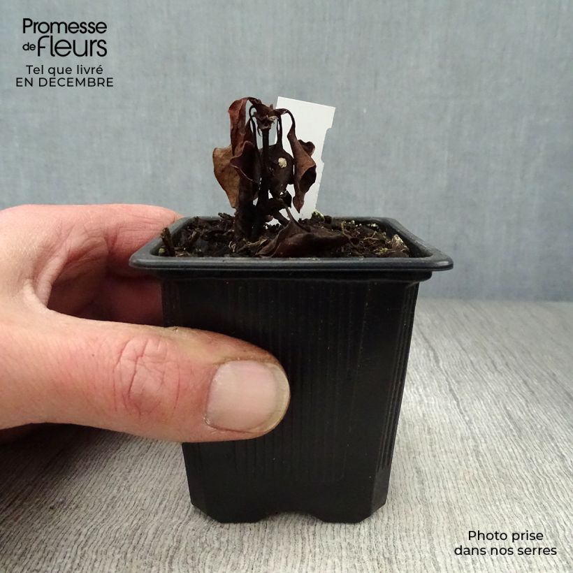 Hierba con olor a pescado - Houttuynia cordata Maceta de 8/9 cm Ejemplar entregado en invierno