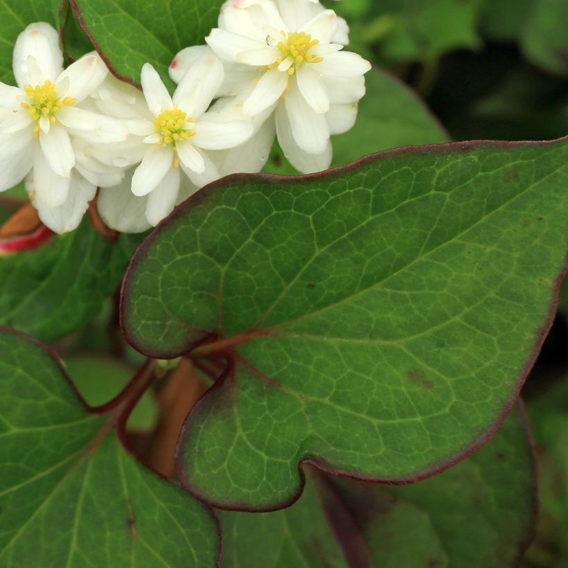 Houttuynia cordata Flore Pleno - Hierba del pescado (Follaje)