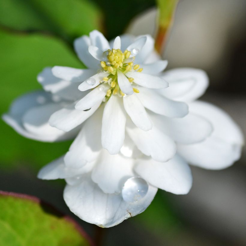 Houttuynia cordata Flore Pleno - Hierba del pescado (Floración)