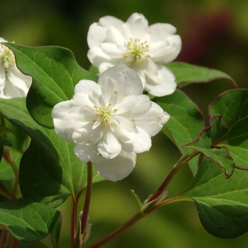 Houttuynia cordata Flore Pleno - Hierba del pescado (Floración)