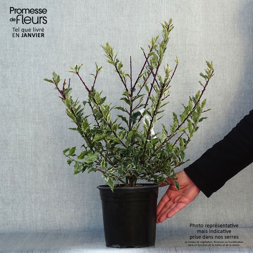 Ilex aquifolium Ingramii - Acebo Maceta 2L/3L Ejemplar entregado en invierno