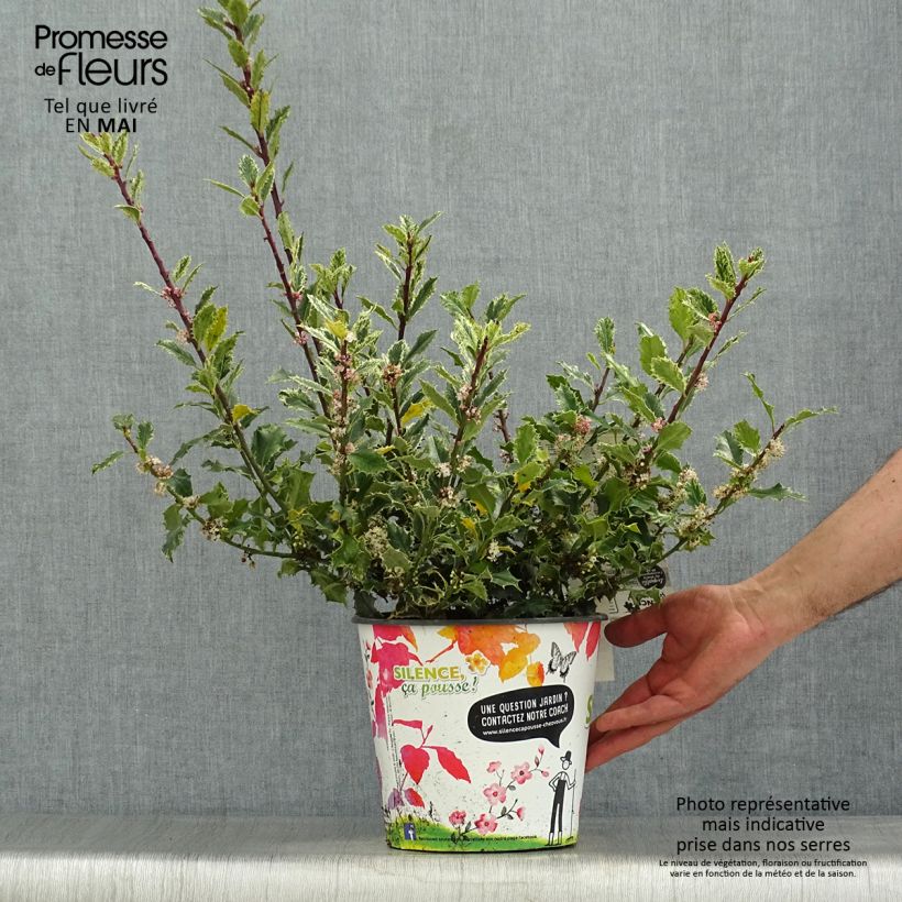 Ilex aquifolium Ingramii - Acebo Maceta 2L/3L Ejemplar entregado en la primavera